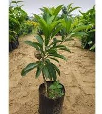 Chiku Plant