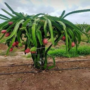 Red Dragon Fruit Plant