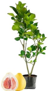 Grapefruit Plant