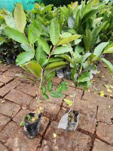 Guava Plant