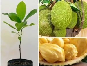 Jack Fruit Plant