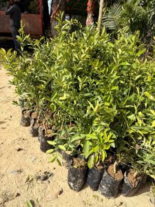 Lime Plant