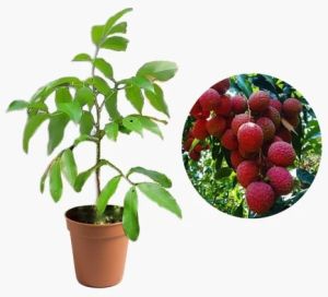 Litchi Plant