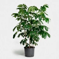 Mahogany Plant