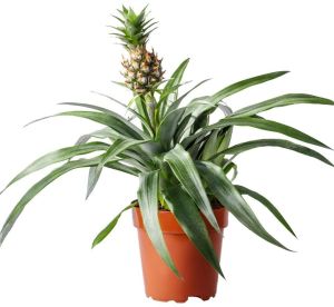 Pineapple Plant