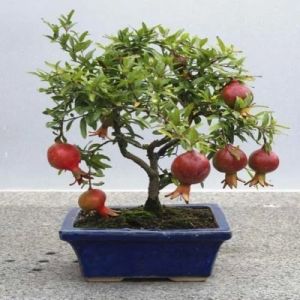 Pomegranate Plant