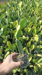Red Dragon Fruit Plant