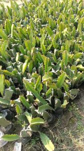 Red Dragon Fruit Plant