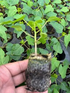Red Lady Papaya Plant