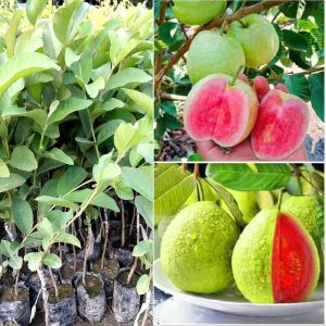 Thai Pink Guava Plant