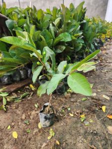 Thai Pink Guava Plant
