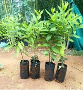 White Sandal Plant