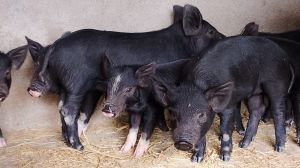 Live Newborn Piglet for Farming