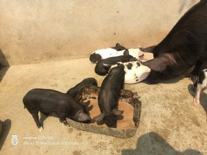 Live Newborn Piglet for Farming