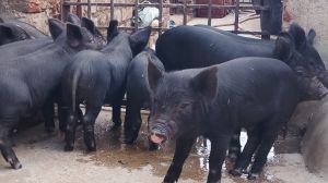 Live Newborn Piglet for Farming