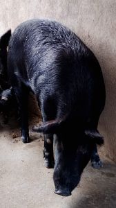 Male Live Pig