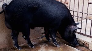 Female Live Pig