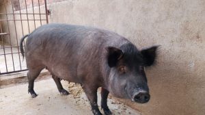 Female Live Pig