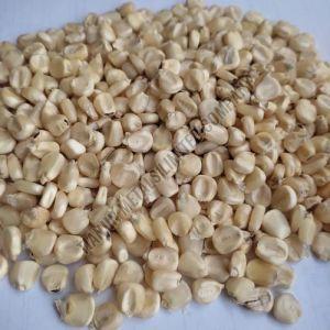 White Maize Seeds