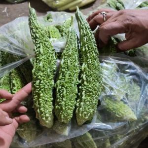 Fresh Bitter Gourd