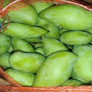 Totapuri Mango