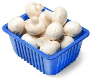 Fresh Mushroom