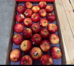 Fresh Red Apple