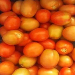 Fresh Tomato