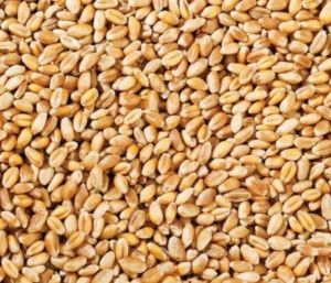 Wheat Grain