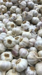 Fresh White Garlic