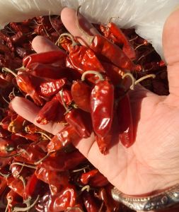 Bullet Dry Red Chilli