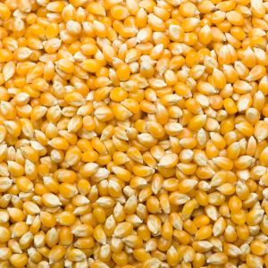 Yellow Maize Seeds