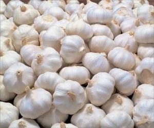 Fresh White Garlic