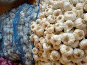 Fresh White Garlic