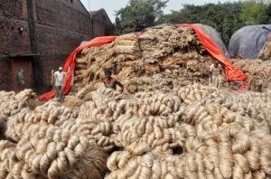 Raw Jute Fiber