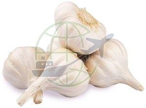 A Grade Fresh Garlic