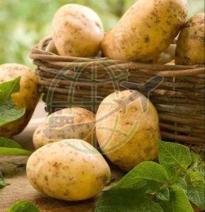 A Grade Fresh Potato