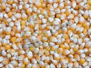 Corn Seeds