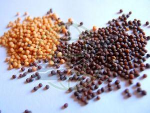 Mustard Seeds