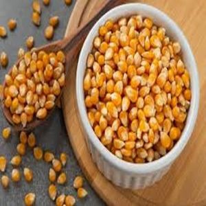 Dried Yellow Maize Seeds