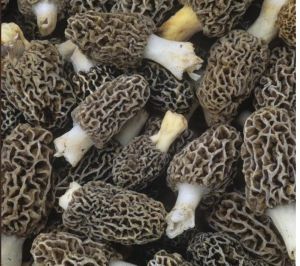 Gucchi Mushroom