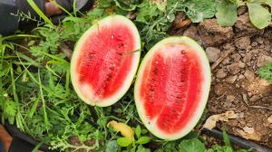 Simba Watermelon