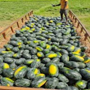Kiran Water Melon