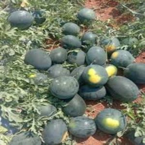 Kiran Water Melon