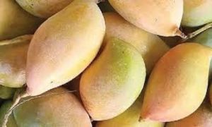 Totapuri Mango