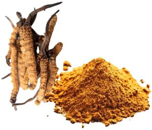 Cordyceps Mushroom Extract