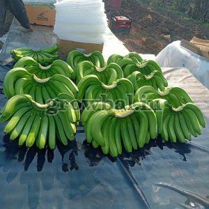 Fresh G9 Cavendish Banana
