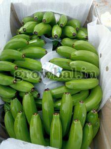 Fresh G9 Cavendish Banana
