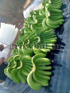 Fresh G9 Cavendish Banana