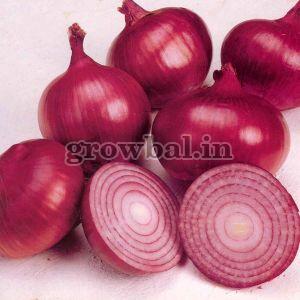 Fresh Red Onion (Pink Onion / Garwa Onion / Summer Onion)